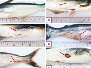 Xác định tác nhân gây bệnh lở loét trên cá da trơn nuôi tại ĐBSCL
